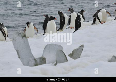 une colonie de différents types de pingouins sur la banquise Banque D'Images