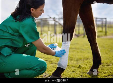 Les vétérinaires doivent également montrer une passion pour aider les animaux. Un jeune vétérinaire mettant un bandage sur un cheval sur une ferme. Banque D'Images