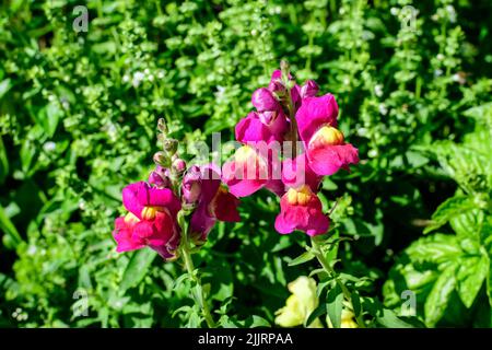 Fleurs de dragon magenta vif rose ou vivandragons ou Antirrhinum dans un jardin ensoleillé de printemps, beau fond floral extérieur photographié avec doux Banque D'Images