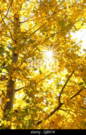 Cliché vertical d'un soleil qui traverse les branches jaunes d'un peuplier faux-tremble en automne Banque D'Images