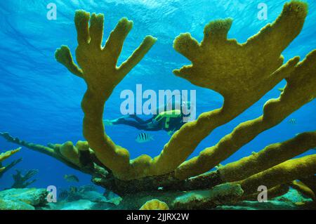 Plongée plongée entre les coraux d'Elkhorn (Acropora palmata) dans un récif de corail des caraïbes, Saba, Antilles néerlandaises, Caraïbes Banque D'Images
