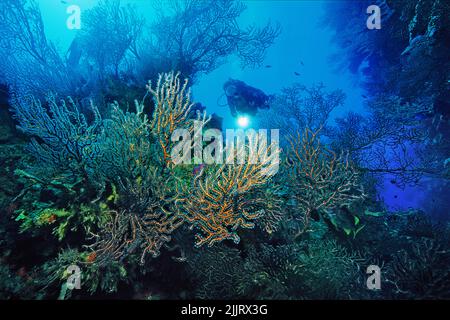 Récif de corail des Caraïbes avec ventilateurs géants en eau profonde (Iciligorgia schrammi), Roatan, Honduras, Caraïbes, mer des Caraïbes Banque D'Images