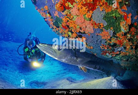 Diva Diver regarde un grand barracuda (Sphyraena barracuda), Saint Eustache, Antilles néerlandaises, Caraïbes Banque D'Images