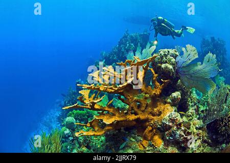 Plongée en scaphandre nageant à Elkhorn coraux (Acropora palmata) dans un récif de corail des caraïbes, Utila, Bay Islands, Honduras, Caraïbes Banque D'Images