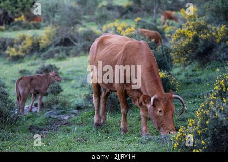 Une belle photo d'une vache de ferme qui broutage avec son veau dans un pâturage vert Banque D'Images