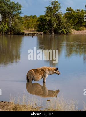 Une hyène enceinte dans un lac d'eau avec réflexion au parc national Kruger Afrique du Sud. Une hyène enceinte mam au coucher du soleil Banque D'Images