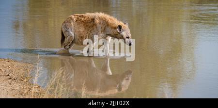 Une hyène enceinte dans un lac d'eau avec réflexion au parc national Kruger Afrique du Sud. Une hyène enceinte mam au coucher du soleil Banque D'Images