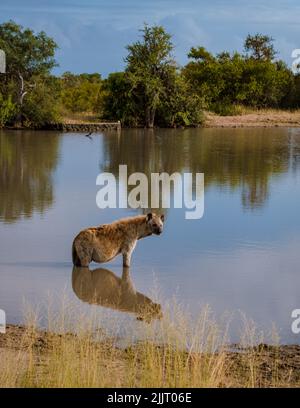 Une hyène enceinte dans un lac d'eau avec réflexion au parc national Kruger Afrique du Sud. Une hyène enceinte mam au coucher du soleil Banque D'Images