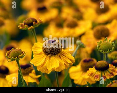 Gros plan de fleurs de Helenium 'El Dorado' dans un jardin en été Banque D'Images