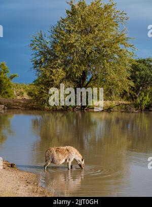 Une hyène enceinte dans un lac d'eau avec réflexion au parc national Kruger Afrique du Sud. Une hyène enceinte mam au coucher du soleil Banque D'Images