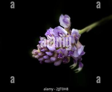 Gros plan de fleurs de Wisteria frutescens 'Longwood Purple' sur fond sombre Banque D'Images