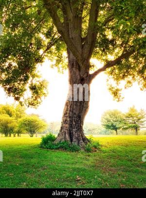 Une belle photo d'un immense arbre par temps ensoleillé Banque D'Images
