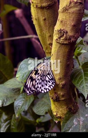 Un cliché vertical d'un papillon en cerf-volant en papier sur la branche d'un arbre Banque D'Images