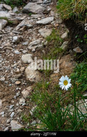 Margerithe am Wegrand, weisse Blume mit gelbem Zentrum beim Wanderweg in den Bergen Banque D'Images