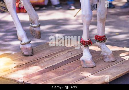 Un gros plan des pieds de cheval dansant blanc avec le ghungroo classique indien Banque D'Images