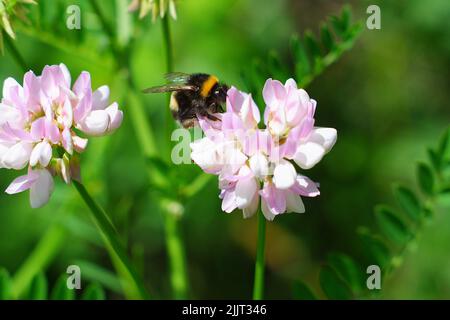 Cliché sélectif d'un bourdon collectant du pollen d'une fleur Banque D'Images