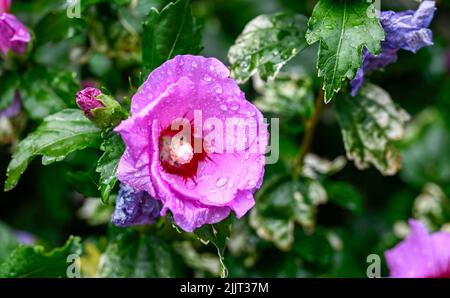 Fleur rose hibiscus syriacus dans un petit jardin urbain fleuri pendant l'été Photographie prise par Simon Dack Banque D'Images