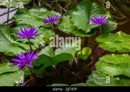 Beau nénuphars violet de jour (Nymphaea capensis ), grand vert feuilles fond dans un étang décoratif Banque D'Images