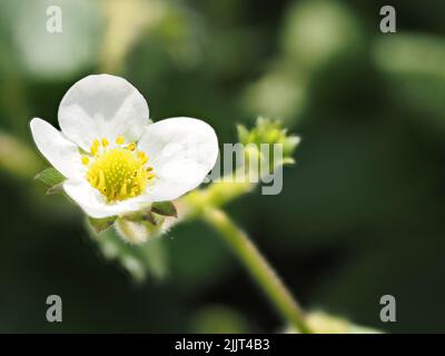 Photo macro d'une fleur de fraise sauvage blanche sur fond flou Banque D'Images