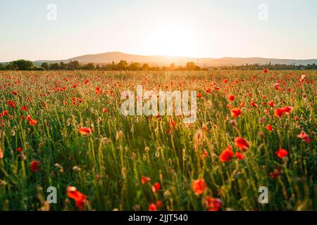 Un champ vert plein de coquelicots rouges capturés pendant l'heure d'or Banque D'Images