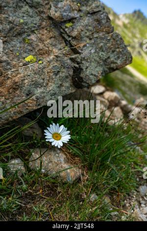 Margerithe am Wegrand, weisse Blume mit gelbem Zentrum beim Wanderweg in den Bergen Banque D'Images