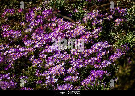 Photo plein format de crocus violets Banque D'Images