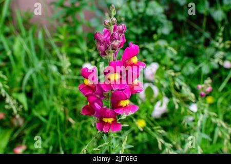 Beaucoup de fleurs de dragon rose vif ou de vivandragons ou d'Antirrhinum dans un jardin ensoleillé de printemps, beau fond floral extérieur photographié avec des focu doux Banque D'Images