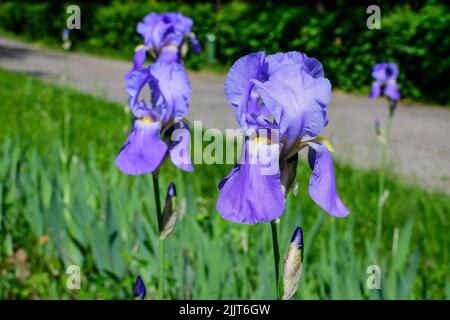 Gros plan d'une fleur d'iris bleu vif sur le vert, dans un jardin ensoleillé de printemps, magnifique arrière-plan floral extérieur photographié avec une mise au point douce Banque D'Images