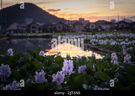 Un gros plan de fleurs de jacinthe d'eau commune en fleurs près du petit lac en arrière-plan des bâtiments Banque D'Images