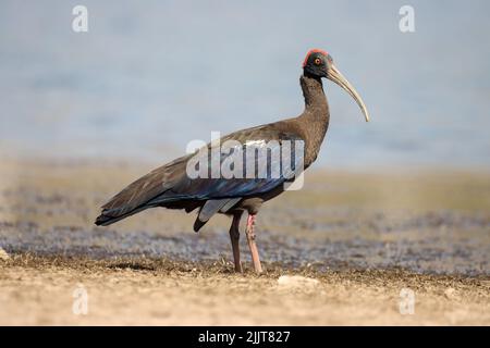 Gros plan d'un ibis à la serviette rouge sur une plage de sable sur un fond flou Banque D'Images