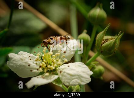 Une petite guêpe buvant le nectar d'une fleur de Dewberry Banque D'Images
