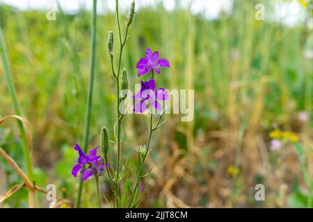 Plusieurs fleurs sauvages violettes sur fond vert gros plan. Arrière-plan naturel Banque D'Images