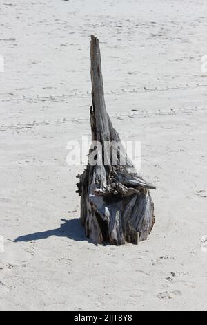 Un cliché vertical d'un reste d'arbres et de végétation d'Old Cypress sur la plage de Cape San Blas Banque D'Images