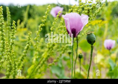 Fleur de pavot pourpre sur fond de divers verts. Mise au point et espace de copie Banque D'Images