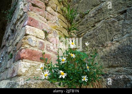 Photo en bas angle de fleurs de Marguerite blanche qui poussent contre un mur de brique Banque D'Images