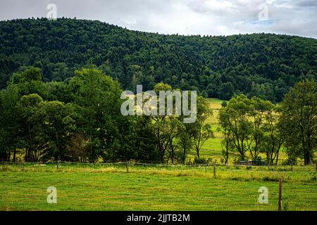 Prairies et pâturages verdoyants entourés de pins sur les crêtes de Beskids Banque D'Images