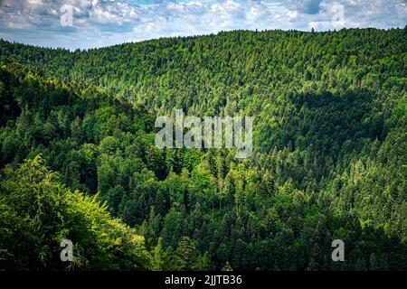 Vue depuis le sentier de Jaworzyna Krynicka dans les montagnes des Low Beskids. Différentes nuances de vert des arbres contre le ciel bleu couvert. Banque D'Images