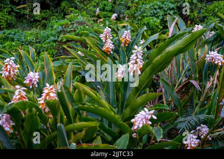 Une belle vue de la coquille de gingembre (Alpinia zerumbet) fleurs fleuries dans un jardin Banque D'Images