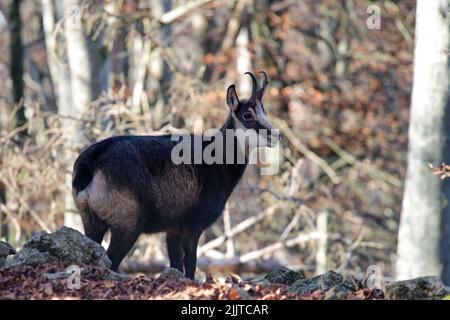 Un gros plan d'une chamois ou d'une chamois alpine debout dans une forêt Banque D'Images