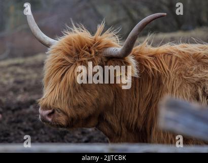 Un gros plan d'une vache écossaise en plein air Banque D'Images