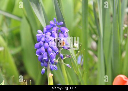 Un gros plan d'une abeille sur une fleur de Muscari armeniacum (raisin jacinthe) Banque D'Images