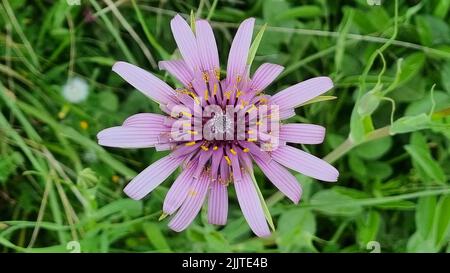 Gros plan d'une fleur d'étoile violette du matin Banque D'Images