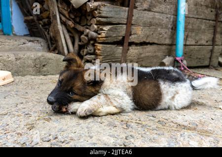 Un petit chien s'est allongé et aime manger une jambe de chèvre Banque D'Images