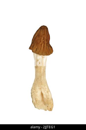 Verpa bohemica, connu sous le nom de morel précoce ou de thimble-cap froissé, champignons sauvages comestibles isolés sur fond blanc. Banque D'Images