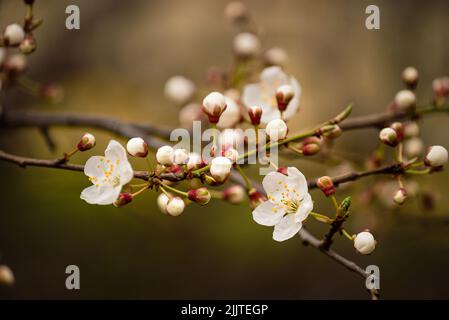 Cliché sélectif d'une branche avec des fleurs Banque D'Images