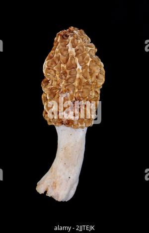 Macro Morchella esculenta, (communément appelé morel commun, morel, morel jaune, vrai morel isolé sur le noir. Banque D'Images