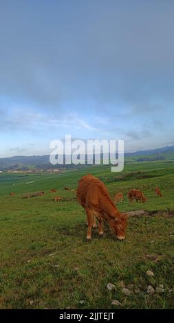 Un plan vertical de vaches brunes paître sur l'herbe dans un champ Banque D'Images
