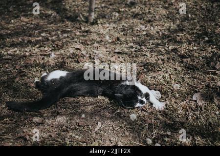 Gros plan d'un chat noir et blanc qui repose sur l'herbe et les feuilles Banque D'Images