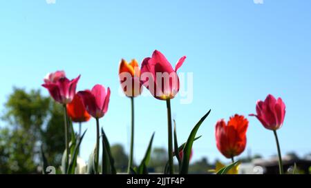 Magnifiques tulipes sur un lit de jardin Banque D'Images