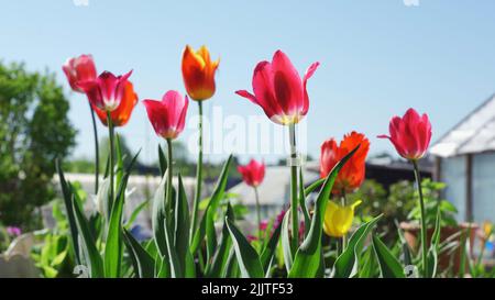 Magnifiques tulipes sur un lit de jardin Banque D'Images